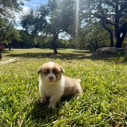 Girl 1 - Red female Pembroke Welsh Corgi puppy in Johnson City, Texas from McCall Creek Corgis
