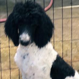 Bentley - Poodle