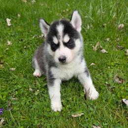 Apollo - Black and white male Siberian Husky puppy in Brunswick, Ohio from Blue Star Siberians