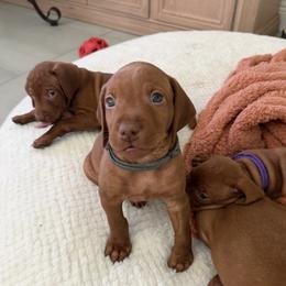 Grey - Golden rust male Vizsla puppy in Miami, Florida from George's Vizslas