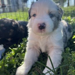 Boy 1 - Blue merle male Miniature Australian Shepherd puppy in Arcadia, Indiana from Sunset Cowgirl Mini Aussies