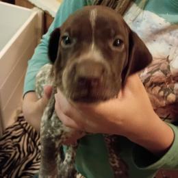 Yellow collar - Liver and white female German Shorthaired Pointer puppy in Riverdale, Michigan from Ninemire Farm