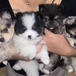 Pomeranian puppies from Furever Blessed 🤍🐾🖤