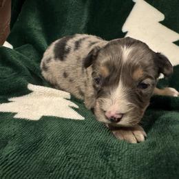 Ruddy - Blue merle male Toy Australian Shepherd puppy in Morganfield, Kentucky from 4T Toy and Mini Australian Shepherds