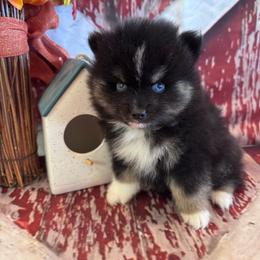 Rolls - Black and white male Pomsky puppy in Bucyrus, Missouri from Hill Top Pomskies