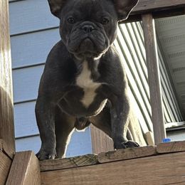 French Bulldogs from Fancy Lil Frenchies