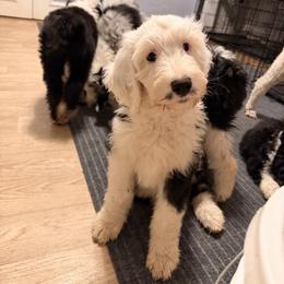 Fizz - Black and white male Sheepadoodle puppy in Vernonia, Oregon from Life Unleashed Farm