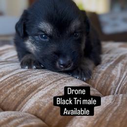 Drone - Black tri male Miniature Australian Shepherd puppy in Cave Creek, Arizona from Arizona Aussies