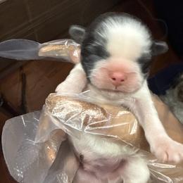 TBD - Black and white male Shih Tzu puppy in Las Vegas, Nevada from Miracle's Shih Tzus