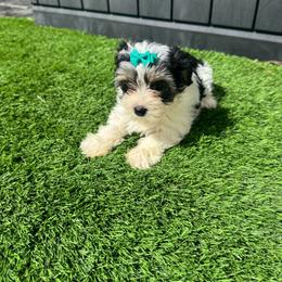 Girl ( Teal ) - Parti female Yorkshire Terrier puppy in Massachusetts from Happy Tail Yorkies and Maltese