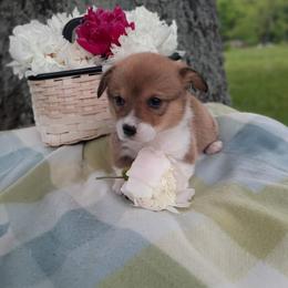 Girl 1 - Sable female Pembroke Welsh Corgi puppy in Houston, Missouri from Pistol Creek Puppies