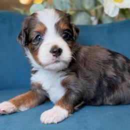 Priscilla - Tri-color female Bernedoodle puppy in Yuciapa, California from AlltheDoodlez_