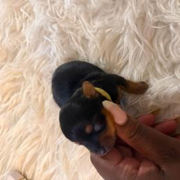 Yellow - Black and tan female Yorkshire Terrier puppy in Selden, New York from Alisha's Yorkshire Terriers