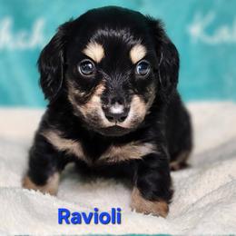 Ravioli - Black and cream male Dachshund puppy in Mount Sherman, Kentucky from Kaleidoscope Dachshunds and Whippets