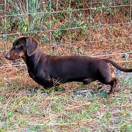 NOS - Dachshund