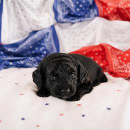 Simon - Black tri-color male Aussiedoodle puppy in Inman, South Carolina from Dark Corner Doodles