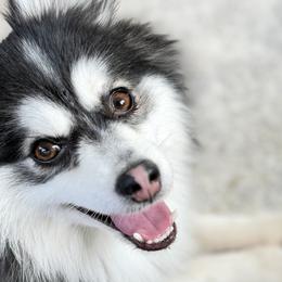 Meeko - Pomsky