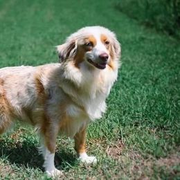Peaches - Assorted Doodle Crosses