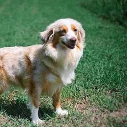 Peaches - Assorted Doodle Crosses