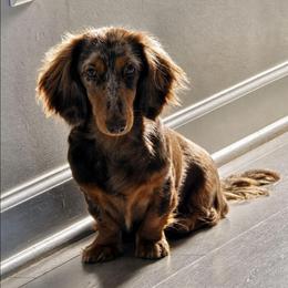 Noa - Dachshund