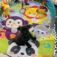 Brussels Griffons from Walenga Brussels Griffon & Bridlewood Labradors
