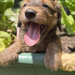 Dachshund Puppies from Memaw’s Minis Babies Doxies