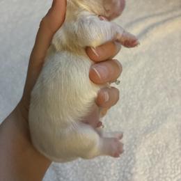 Puppy 2 - white and lemon male Companion Cross puppy in Kettering, Ohio from The Ruff Life Tribe