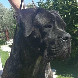 Manila - Cane Corso