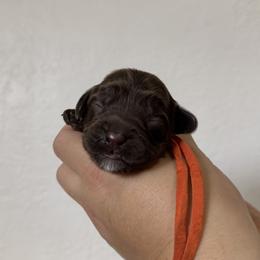 Persephone - Chocolate female Australian Labradoodle puppy in Sacramento, California from Little Farmstead Labradoodles