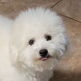 Buttercup - Bichon Frise