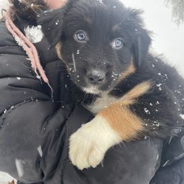 Australian Shepherd Puppies from NEK Aussies