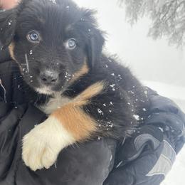 Australian Shepherd Puppies from NEK Aussies