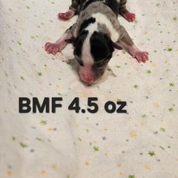 Girl 4 - Blue merle female Toy Australian Shepherd puppy in Snowflake, Arizona from Halfpint Aussies