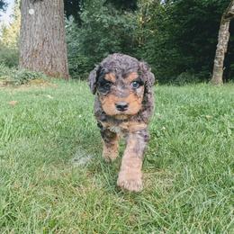 Waylon - Blue merle male Aussiedoodle puppy in Yacolt, Washington from Aussiedoodles by Maggie