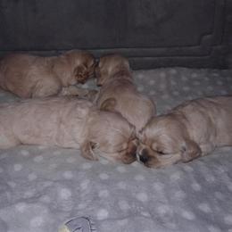 Cocker Spaniels from Bailey's Cockers