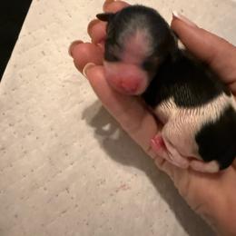 No 1 Girl - Black tan and white female Biewer Terrier puppy in Lebanon, Oregon from SD99Biewers