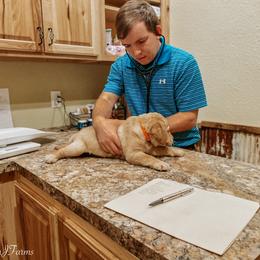 Labrador Retriever Puppies from Landon J Farms Labrador Retrievers