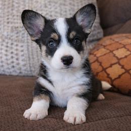 AKC - Quad Clear Tri Colored - Boy 1 - Black and white male Cardigan Welsh Corgi puppy in Tombstone, Arizona from WeVolution Off-Grid