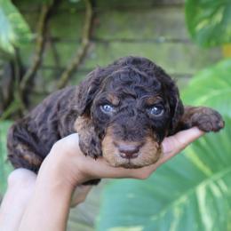 Rigel - Phantom male Goldendoodle puppy in Palmetto Bay, Florida from SOMIDOODLES
