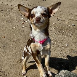 Hazel - Chihuahua