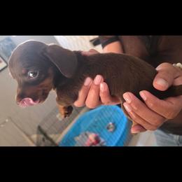 Annie - Chocolate female Dachshund puppy in Jurupa Valley, California from Divine Doxies