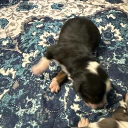 Boy 2 - Black tri male Miniature American Shepherd puppy in Tiskilwa, Illinois from First Harmony Farms