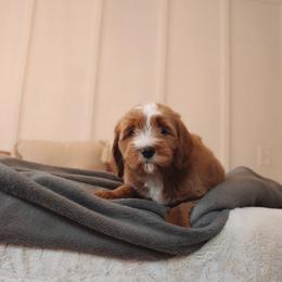Goldendoodle Puppies from Peach and Honey Doodles