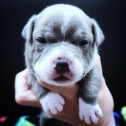Ketchup - Blue and white female Staffordshire Bull Terrier puppy in Dallas, Texas from Wild Blue Staffords