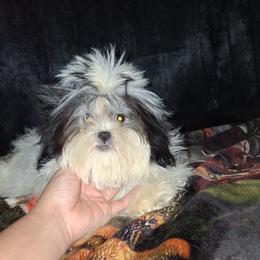 Daisy - Black and white female Shih Tzu puppy in Birmingham, Alabama from K&D kennels