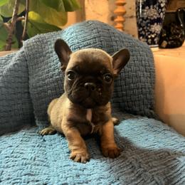 Jack Skellington - Fawn and white male French Bulldog puppy in New Waverly, Texas from C.P. Puppy Buddies