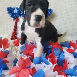Great Dane Puppies from Gentle Giants of Tennessee Great Danes
