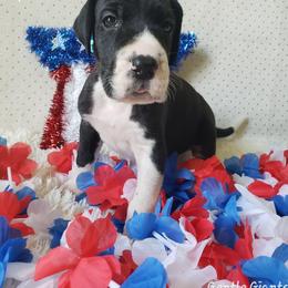 Great Dane Puppies from Gentle Giants of Tennessee Great Danes
