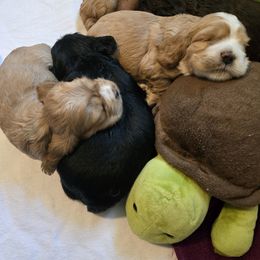 Cocker Spaniel Puppies from Kellie's Cocker Spaniels