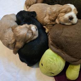 Cocker Spaniel Puppies from Kellie's Cocker Spaniels